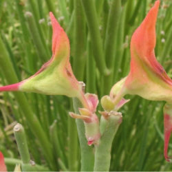 Euphorbia lomelii - Slipper Plant