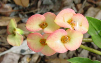 Euphorbia milii var. roseana (Crown of Thorns) Euphorbia milii var. roseana (Crown of Thorns)