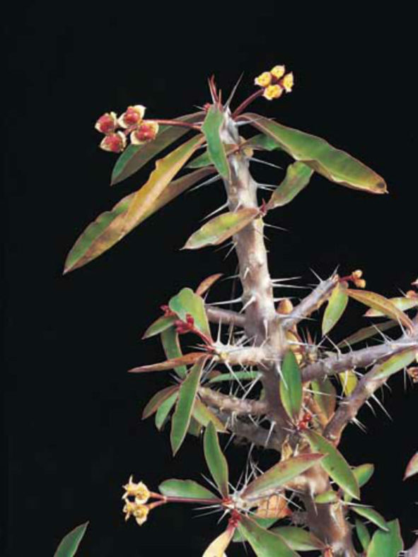 Euphorbia milii var. roseana (Crown of Thorns)