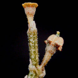 Euphorbia platyclada - Dead Plant