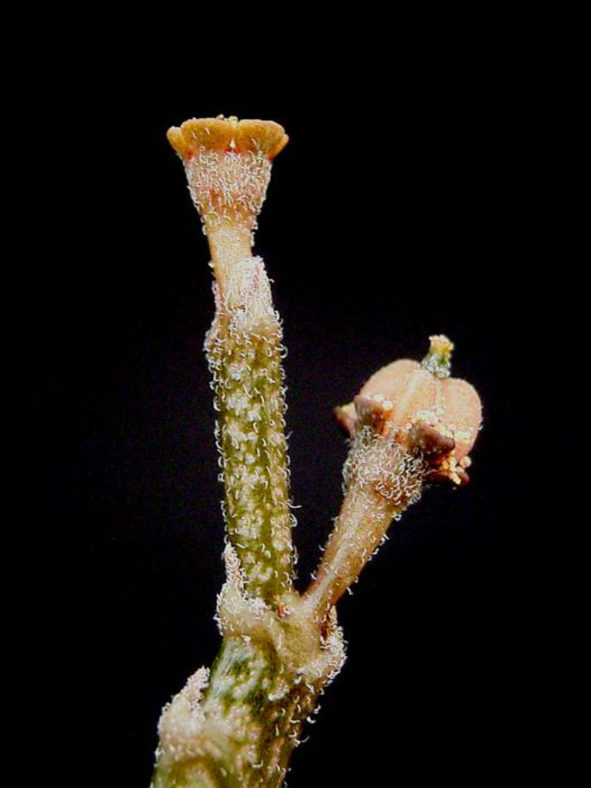 Euphorbia bosseri (Dead Plant) aka Euphorbia platyclada