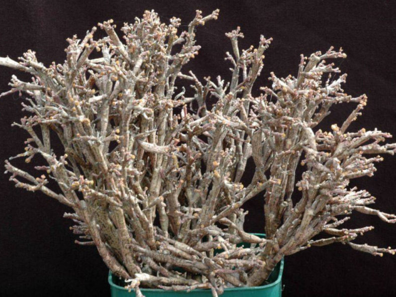 Euphorbia bosseri (Dead Plant) aka Euphorbia platyclada