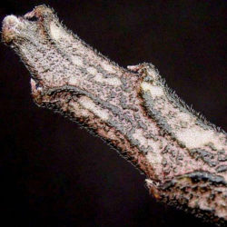 Euphorbia platyclada - Dead Plant