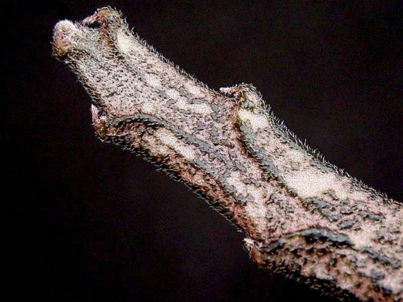 Euphorbia bosseri (Dead Plant) aka Euphorbia platyclada