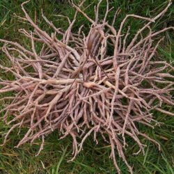 Euphorbia platyclada - Dead Plant