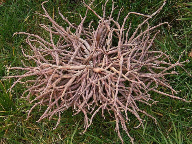 Euphorbia bosseri (Dead Plant) aka Euphorbia platyclada