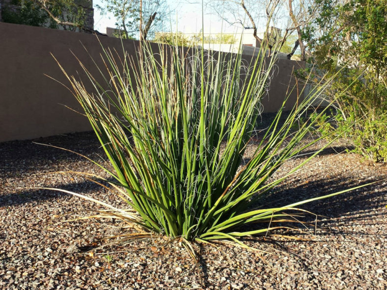 Hesperaloe funifera - Giant Hesperaloe