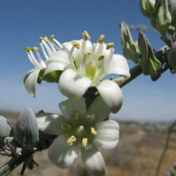 Hesperaloe funifera - Giant Hesperaloe