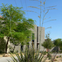 Hesperaloe funifera - Giant Hesperaloe