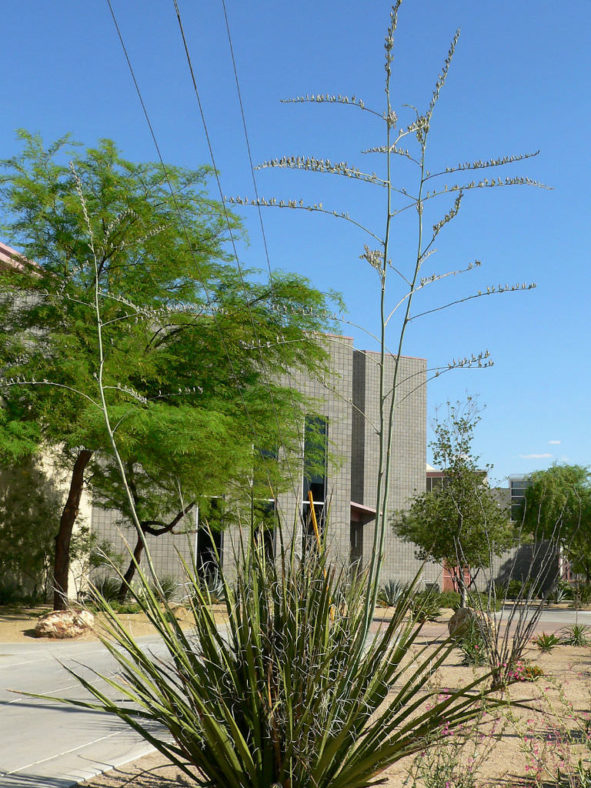 Hesperaloe funifera - Giant Hesperaloe