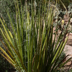 Hesperaloe funifera - Giant Hesperaloe