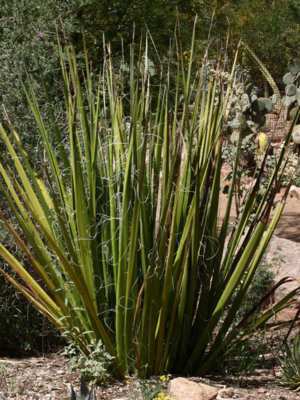 Hesperaloe funifera - Giant Hesperaloe