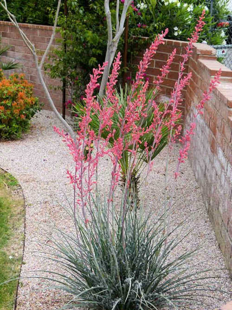 Hesperaloe parviflora Red Yucca   World of Succulents