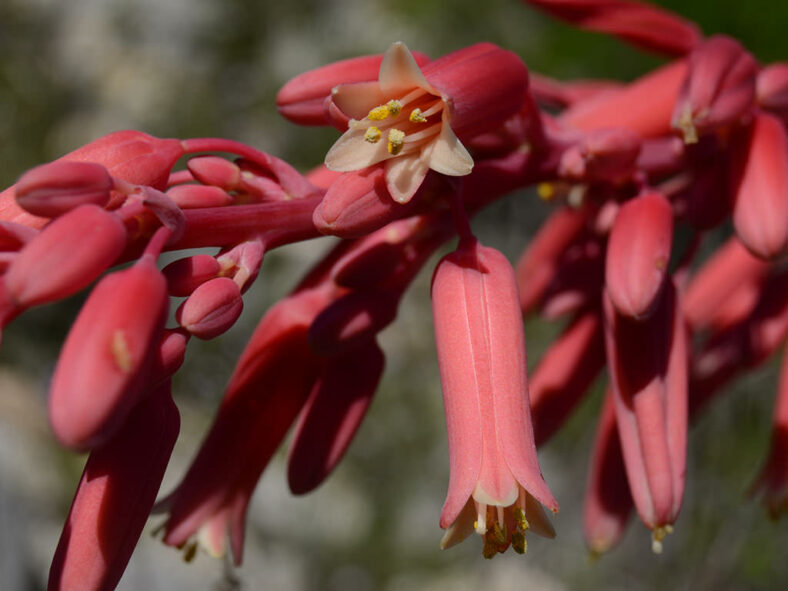 Flowers of Hesperaloe parviflora, commonly known as Red Yucca