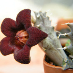 Piaranthus decipiens aka Huerniopsis decipiens