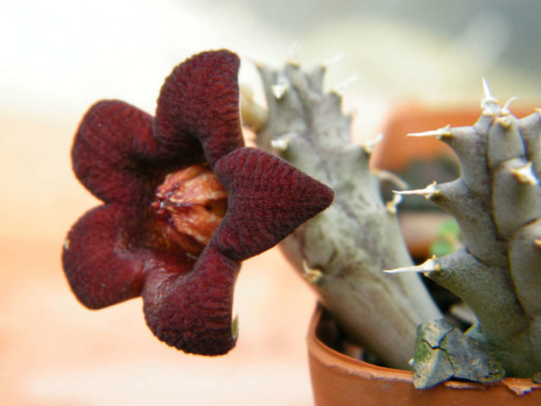 Piaranthus decipiens aka Huerniopsis decipiens