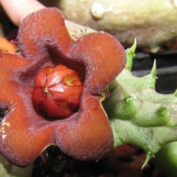 Piaranthus decipiens aka Huerniopsis decipiens