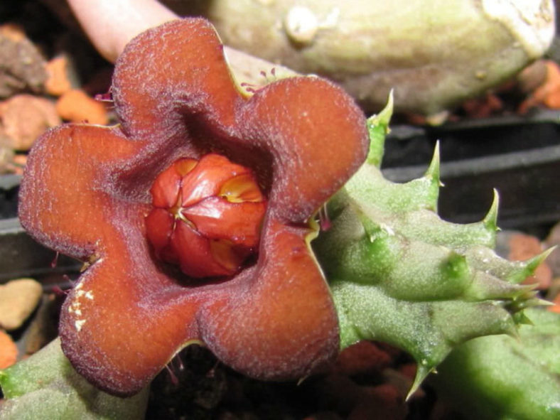 Piaranthus decipiens aka Huerniopsis decipiens