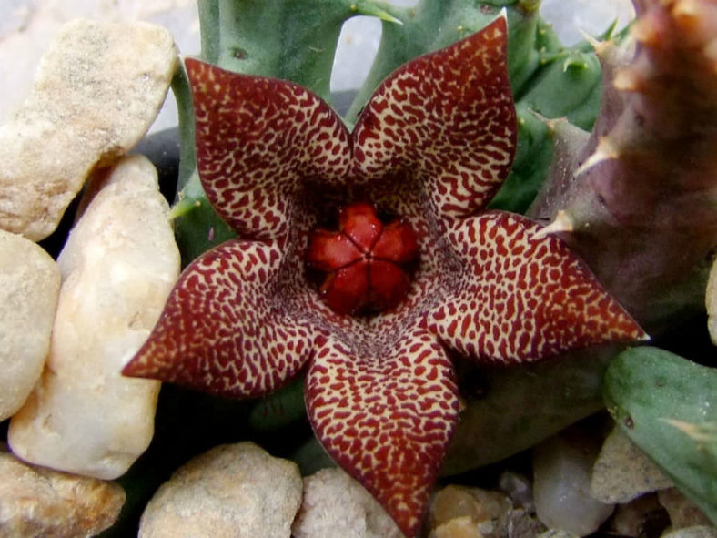 Piaranthus decipiens aka Huerniopsis decipiens