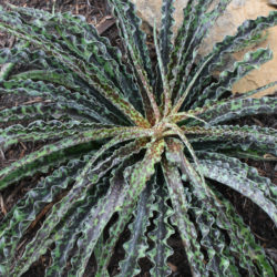 Manfreda undulata 'Chocolate Chips' - False Agave