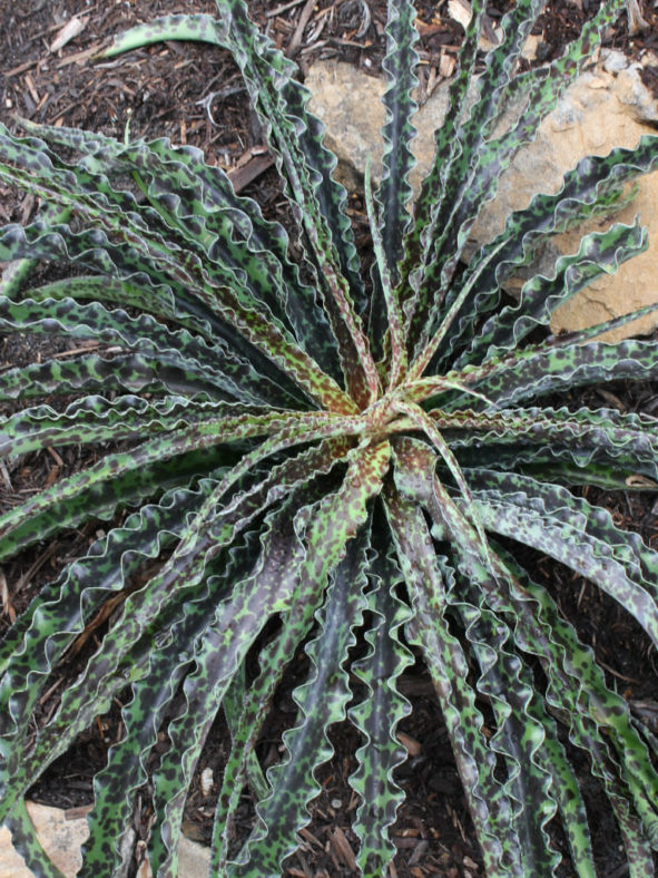 Manfreda undulata 'Chocolate Chips' - False Agave