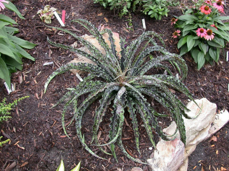 Manfreda undulata 'Chocolate Chips' - False Agave