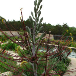 Manfreda undulata 'Chocolate Chips' - False Agave