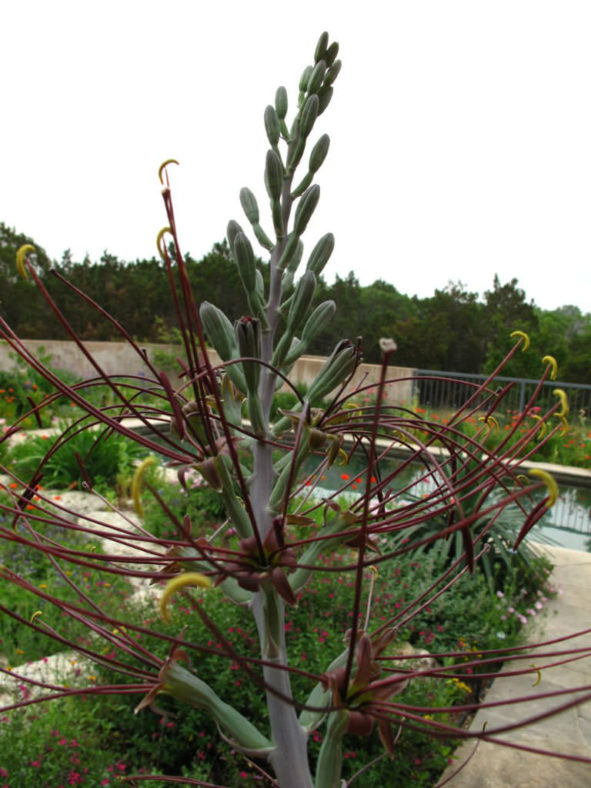 Manfreda undulata 'Chocolate Chips' - False Agave
