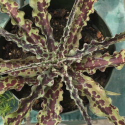 Manfreda undulata 'Chocolate Chips' - False Agave