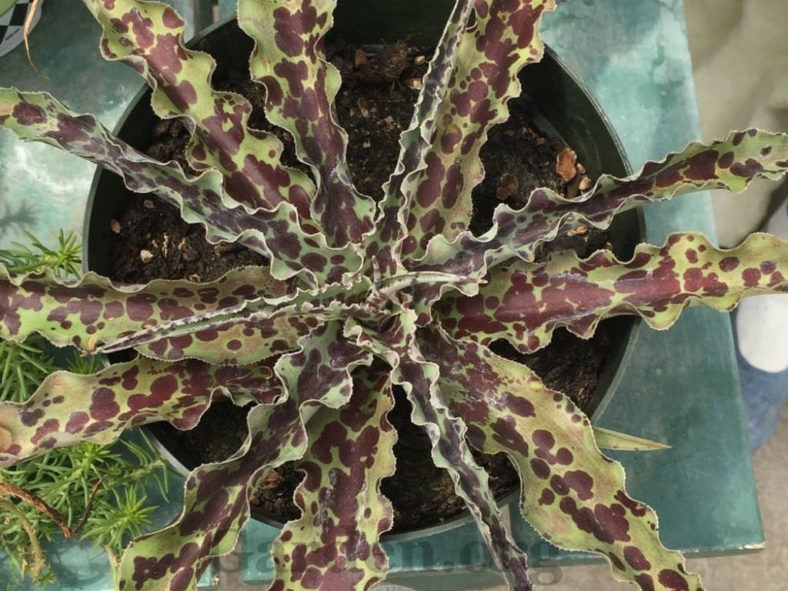 Manfreda undulata 'Chocolate Chips' - False Agave