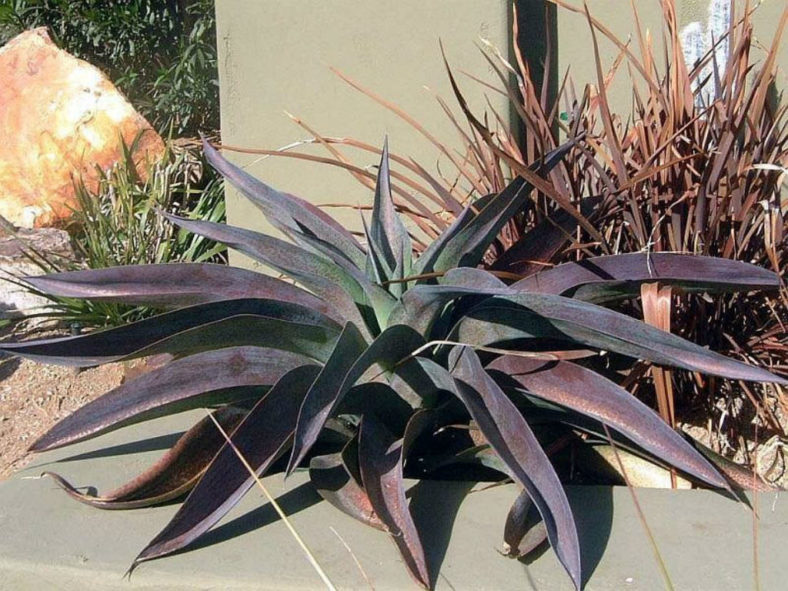 ×Mangave 'Macho Mocha'