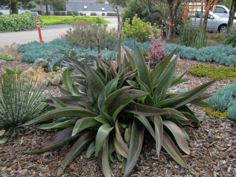 ×Mangave 'Macho Mocha'