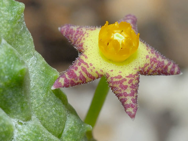 Notechidnopsis tessellata