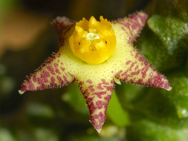 Notechidnopsis tessellata
