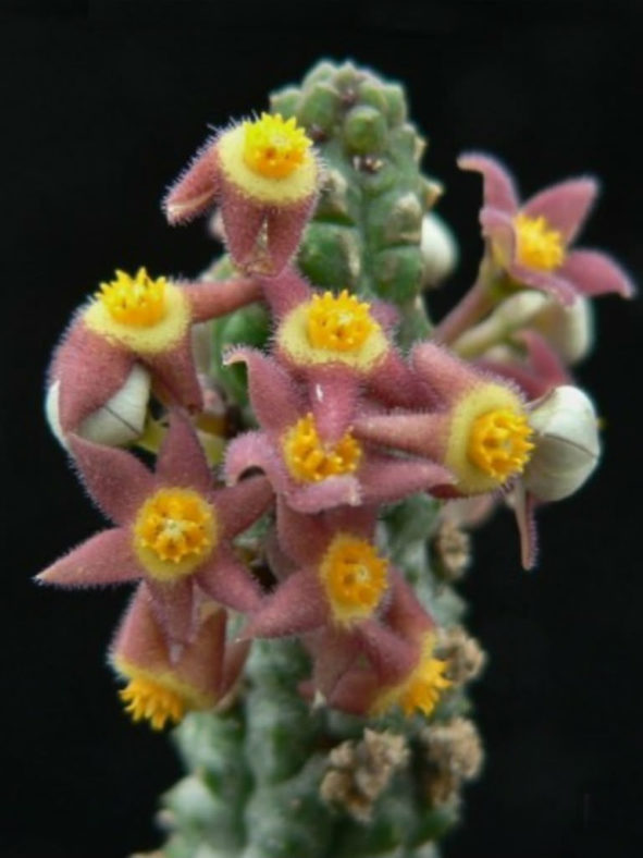 Notechidnopsis tessellata