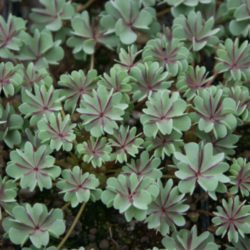 Oxalis adenophylla 'Purple Heart'