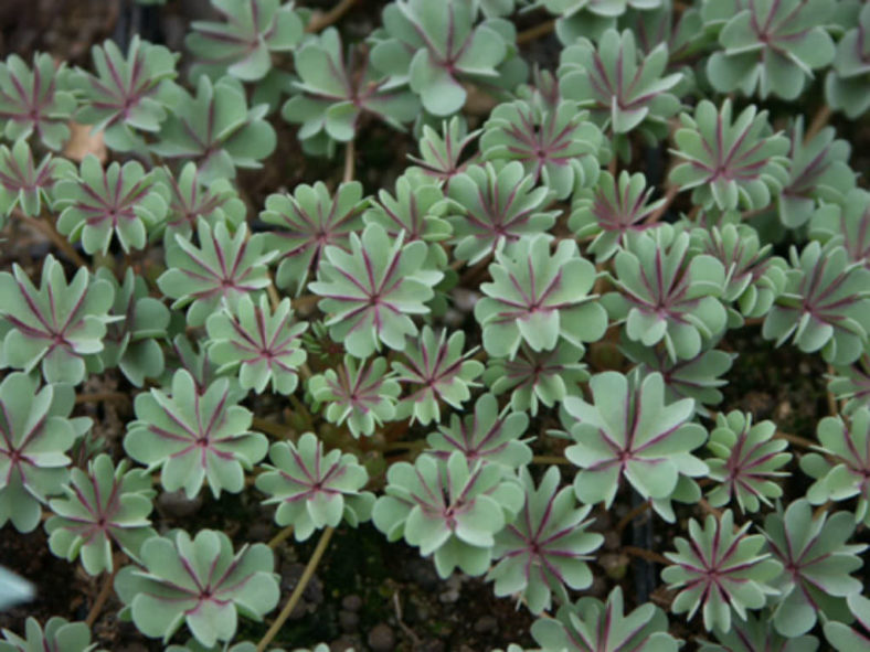 Oxalis adenophylla 'Purple Heart'