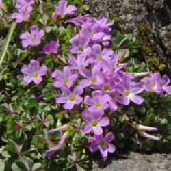 Oxalis adenophylla 'Purple Heart'