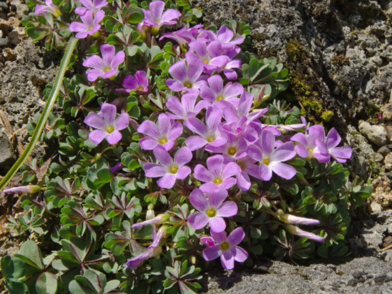 Oxalis adenophylla 'Purple Heart'