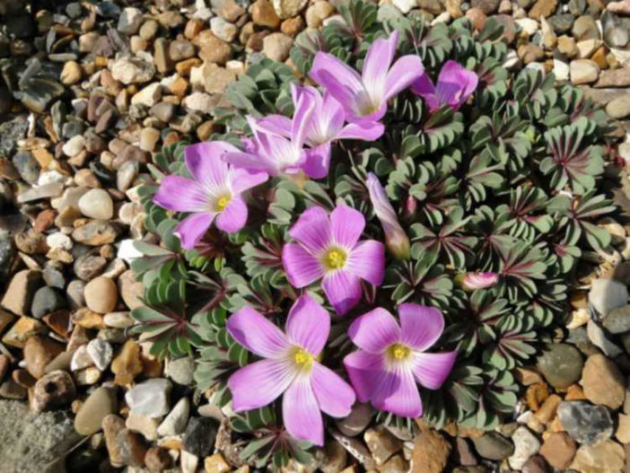 Oxalis adenophylla 'Purple Heart'