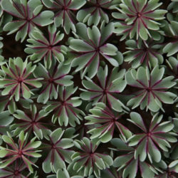 Oxalis adenophylla 'Purple Heart'