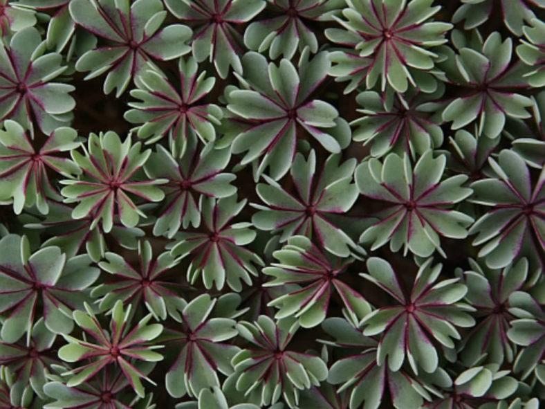 Oxalis adenophylla 'Purple Heart'
