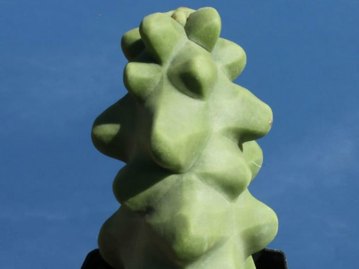 Pachycereus schottii f. monstrosus - Totem Pole Cactus