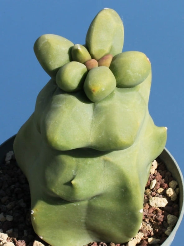 Pachycereus schottii f. monstrosus (Totem Pole Cactus) aka Lophocereus schottii f. monstrosus