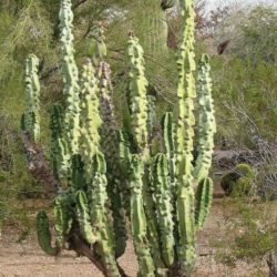 Pachycereus schottii f. monstrosus (Totem Pole Cactus) aka Lophocereus schottii f. monstrosus
