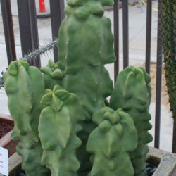 Pachycereus schottii f. monstrosus (Totem Pole Cactus) aka Lophocereus schottii f. monstrosus
