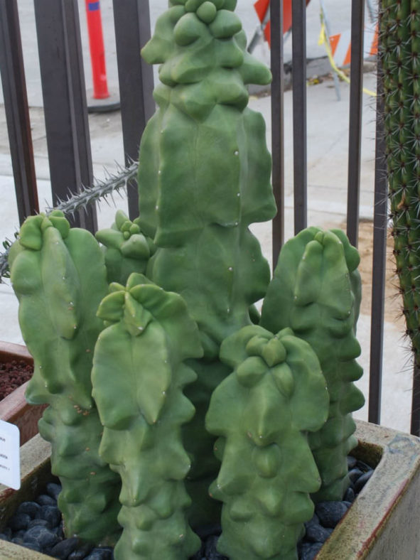 Pachycereus schottii f. monstrosus (Totem Pole Cactus) aka Lophocereus schottii f. monstrosus