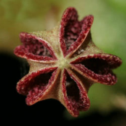 Pectinaria namaquensis