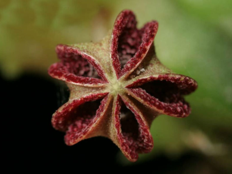Pectinaria articulata subsp. namaquensis aka Pectinaria namaquensis