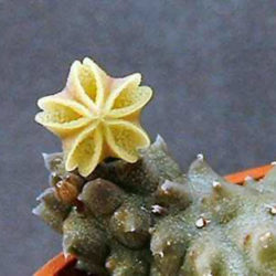 Pectinaria namaquensis